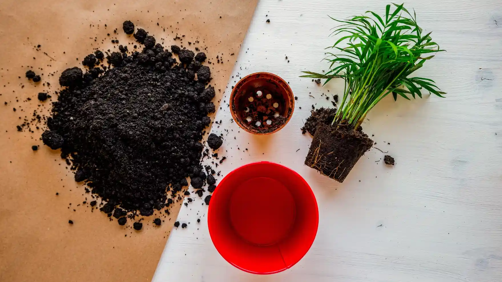 Indoor Plant Care for Beginners