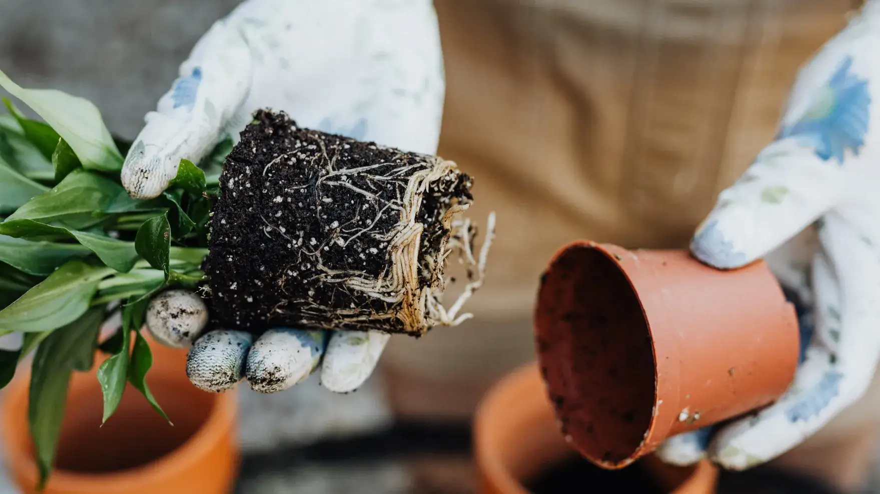 Indoor Plant Care for Beginners