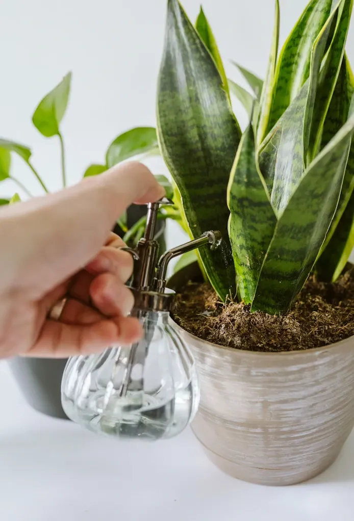 Indoor Plant Care