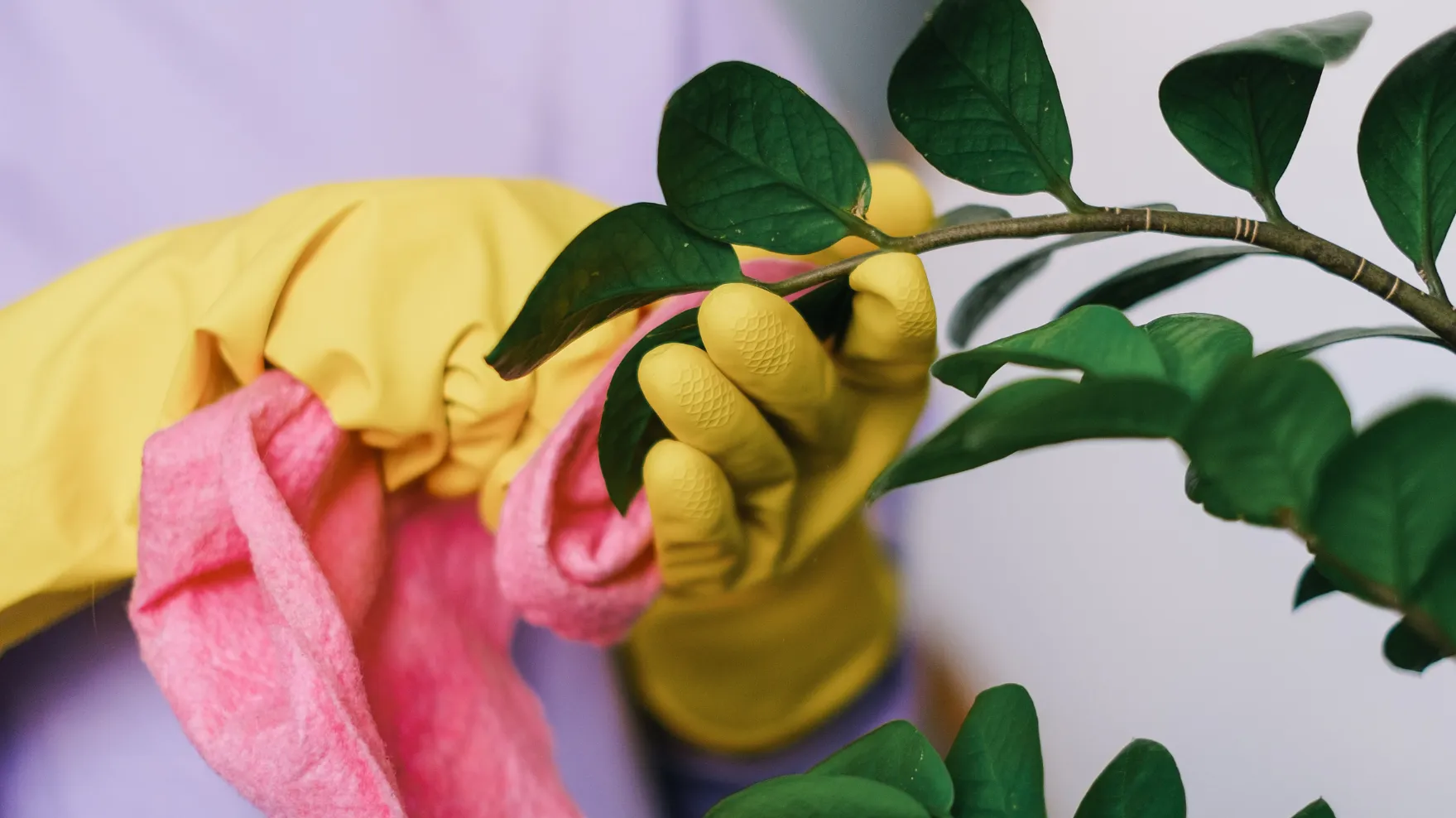 Indoor Plant Care for Beginners