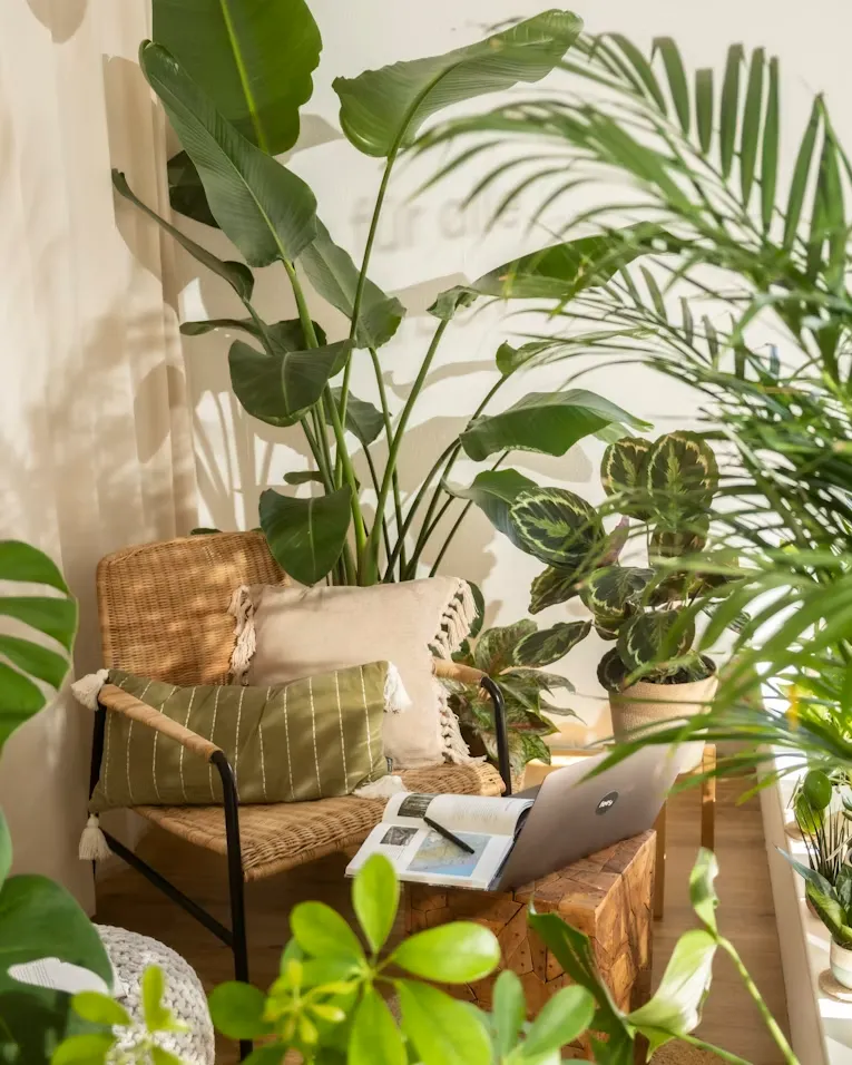 Indoor Plant Care for Beginners