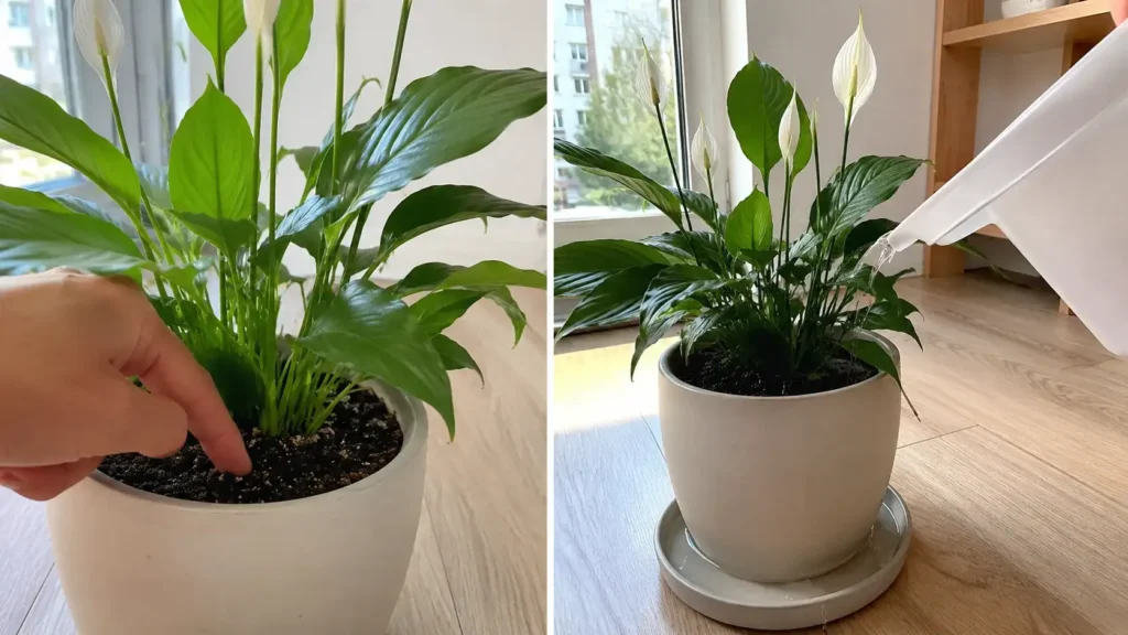 Peace Lily