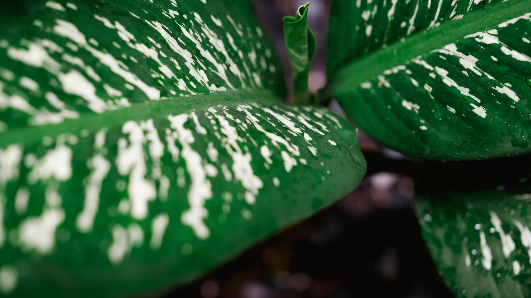 Indoor Plant Care for Beginners