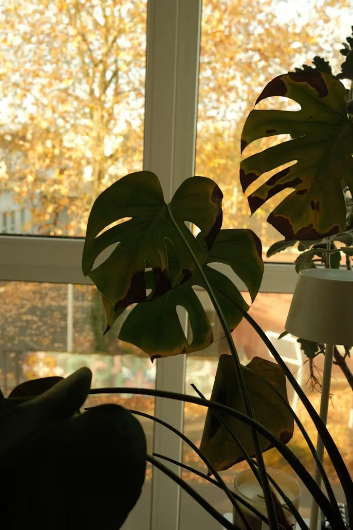Indoor Plant Care