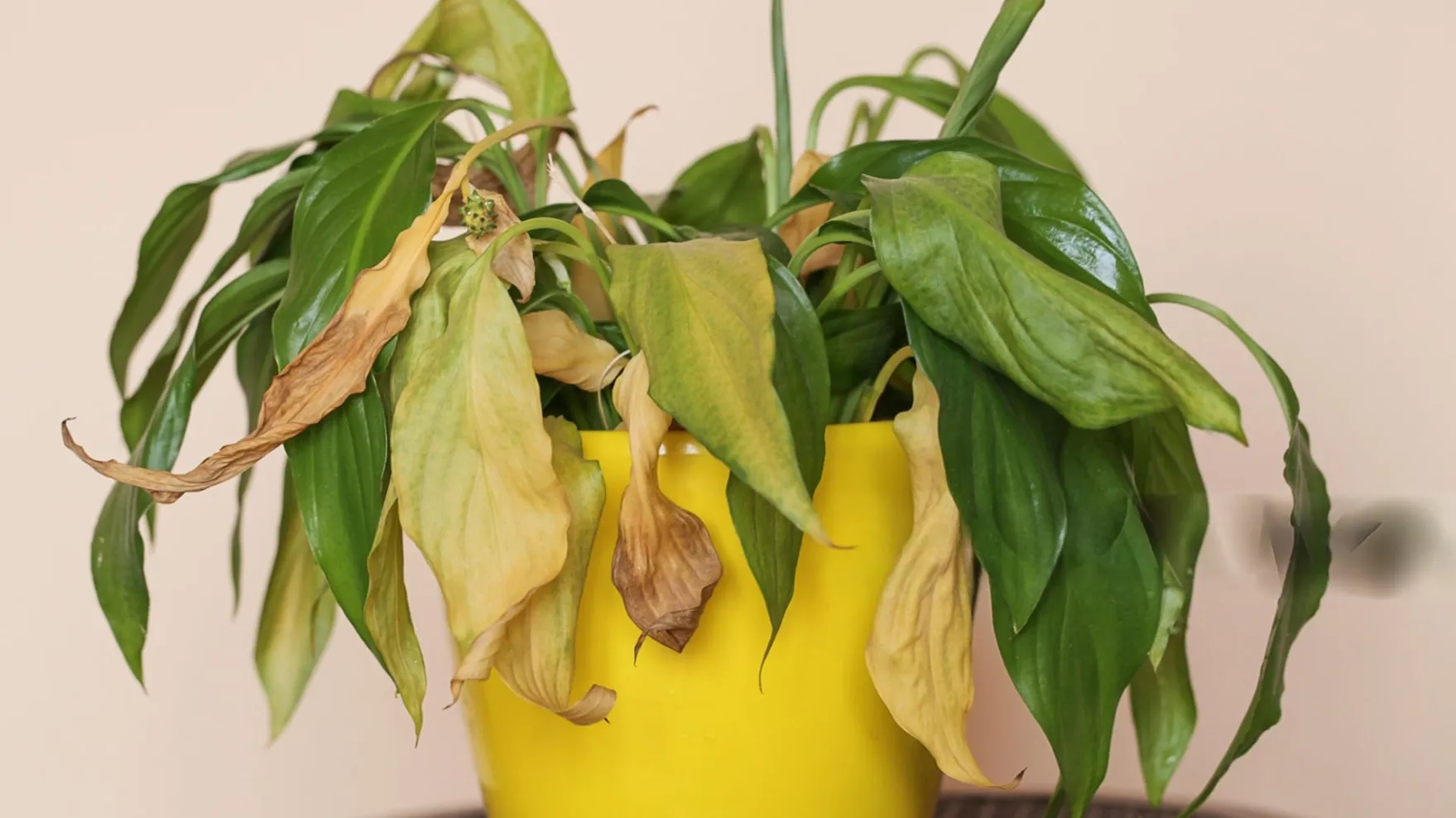 Indoor Plant Care