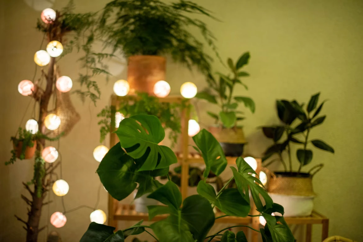 Indoor Plant Care