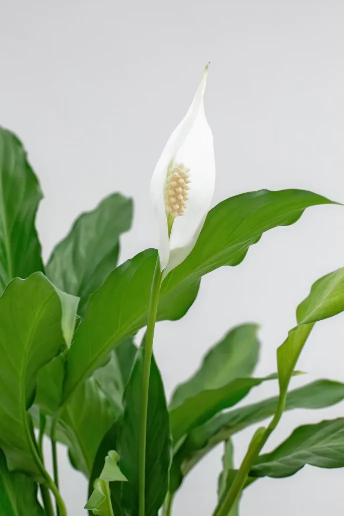 Indoor Plant Care