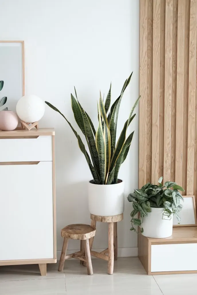 Indoor Plant Care