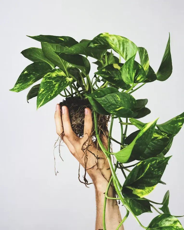 Indoor Plant Care