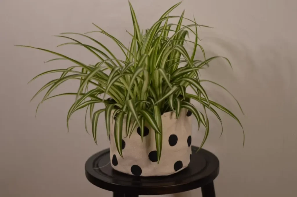 Spider Plant Care