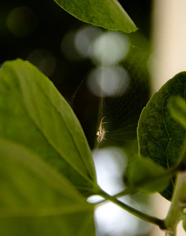Indoor Plant Care