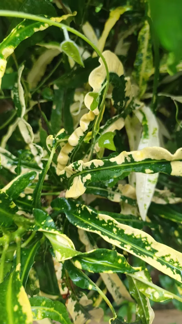Indoor Plant Care