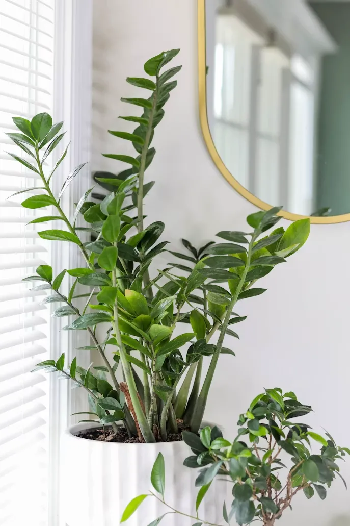 Indoor Plant Care