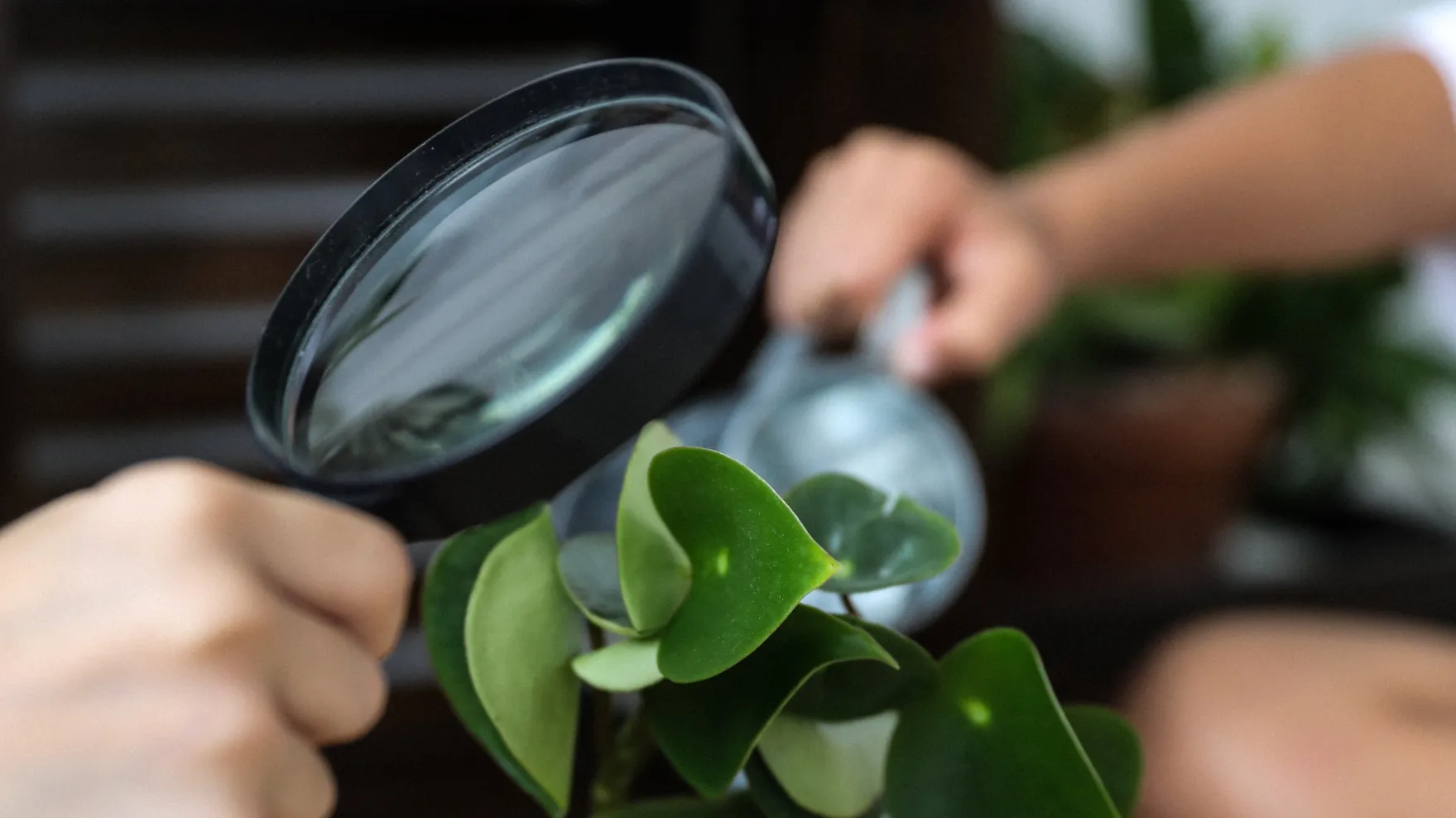 Indoor Plant Care for Beginners