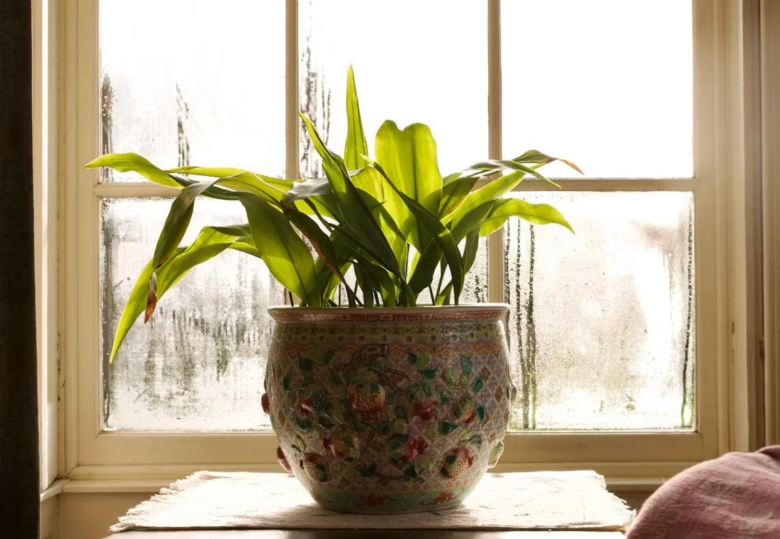 Indoor Plant Care for Beginners
