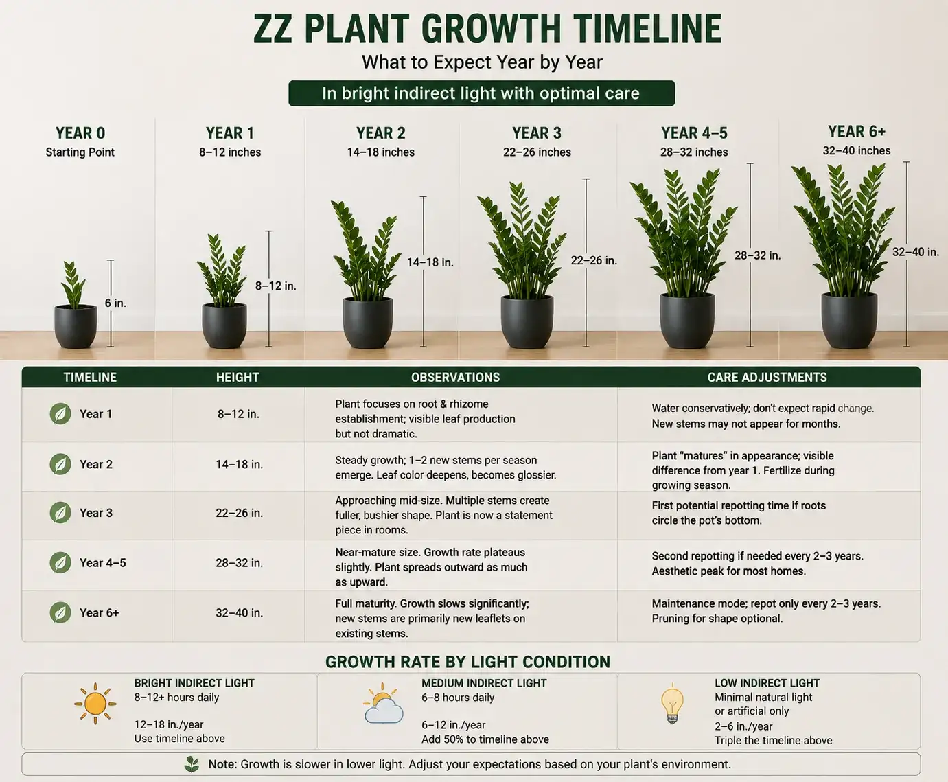 ZZ Plant Propagation