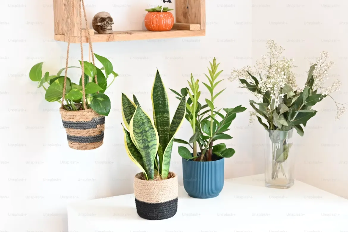 Snake Plant Propagation