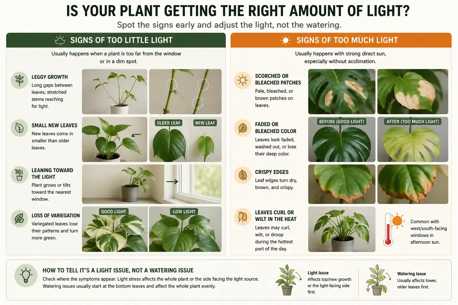 How Much Light Do Indoor Plants Need