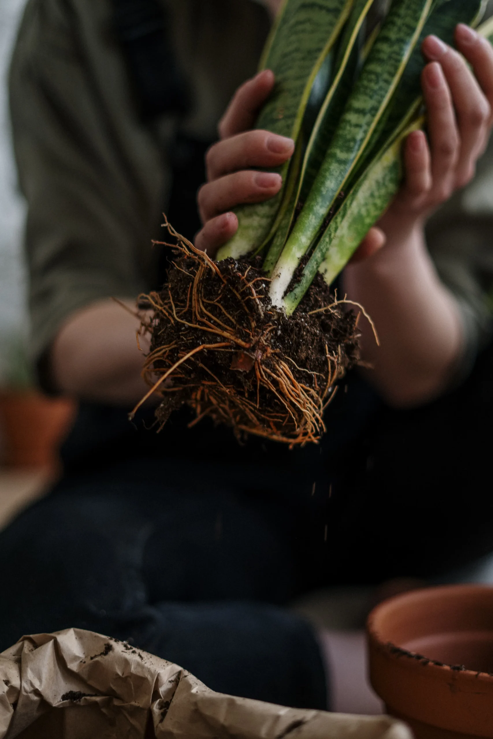 Snake Plant Varieties