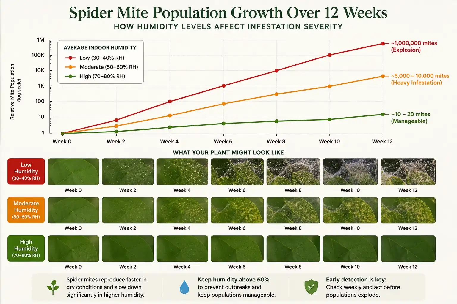 How to Get Rid of Spider Mites on Indoor Plants