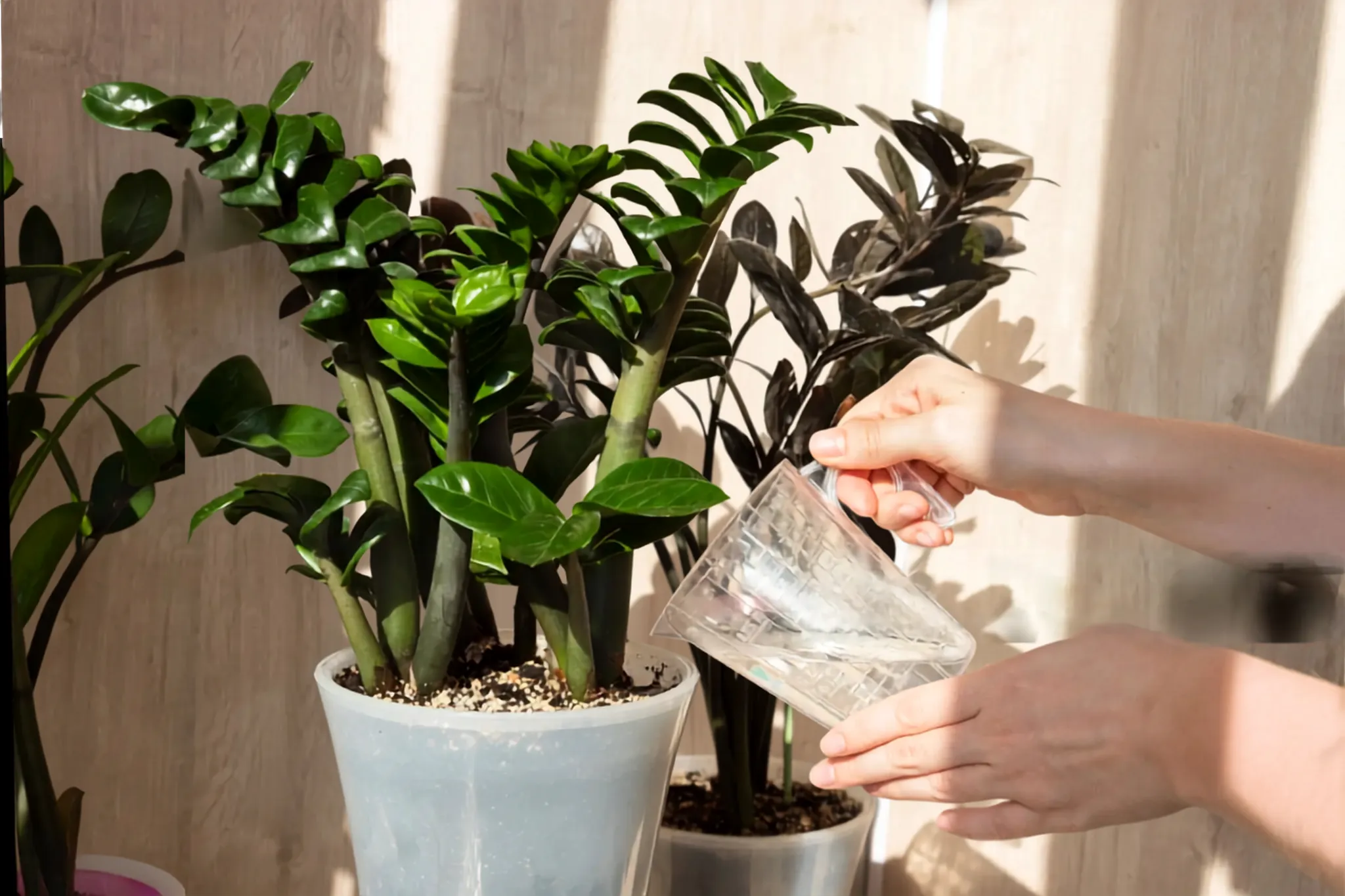 ZZ Plant Care