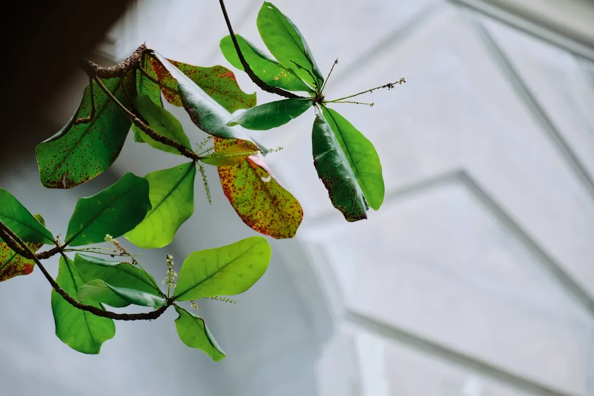 ZZ Plant Problems