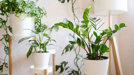 ZZ Plant Care