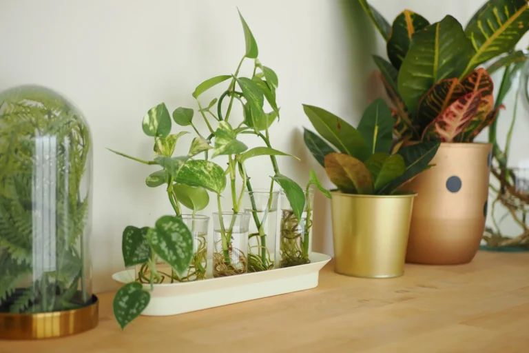 ZZ Plant Propagation