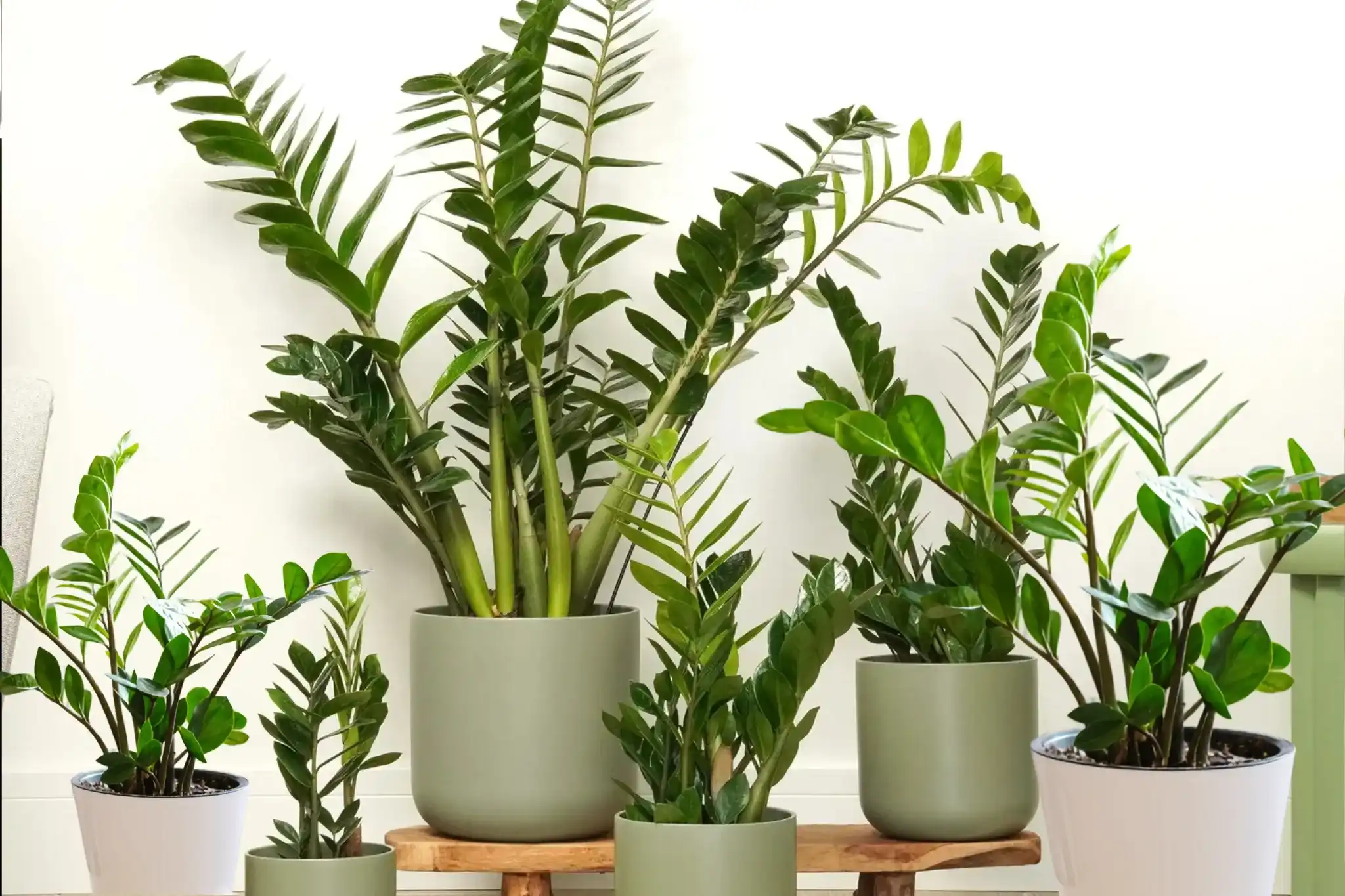 ZZ Plant Care