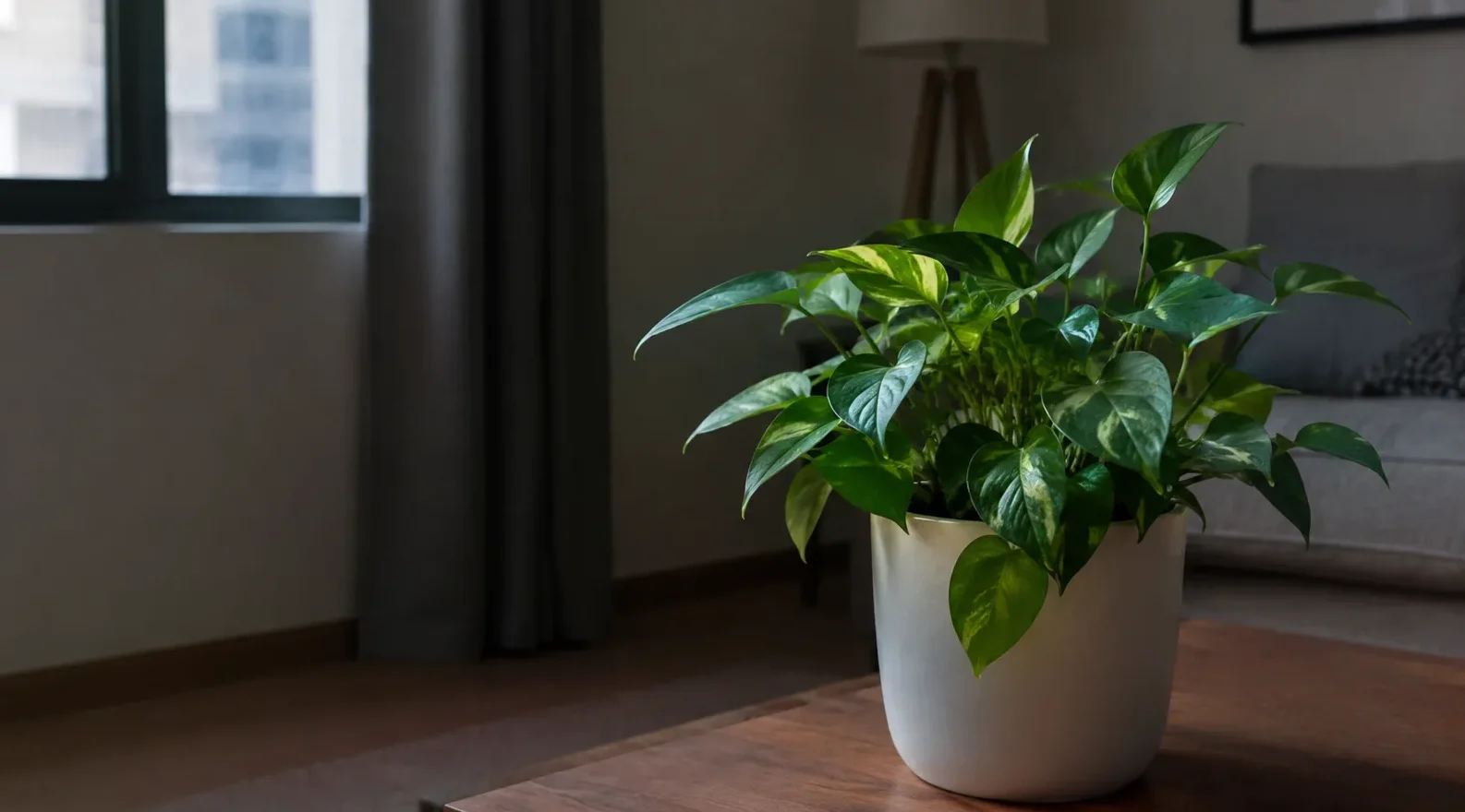 Indoor Plants Survive Without Sunlight