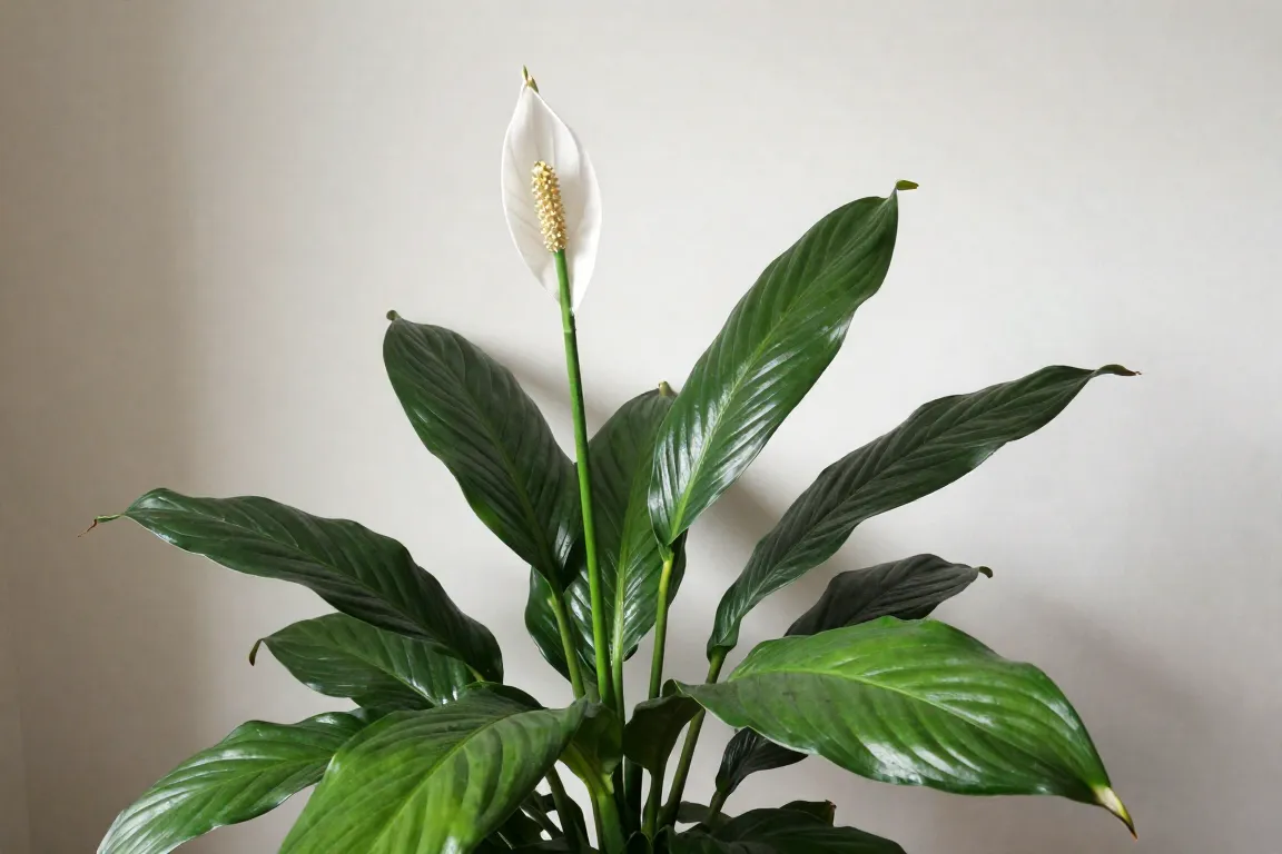 Best Indoor Plants for Beginners