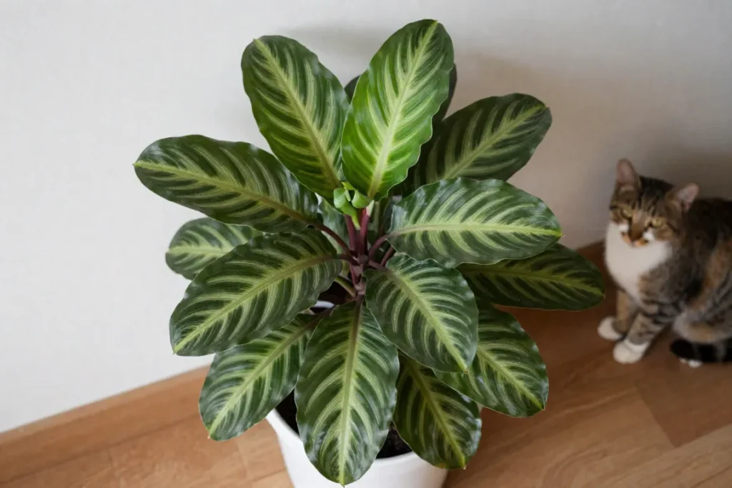 Are Calatheas Toxic to Cats