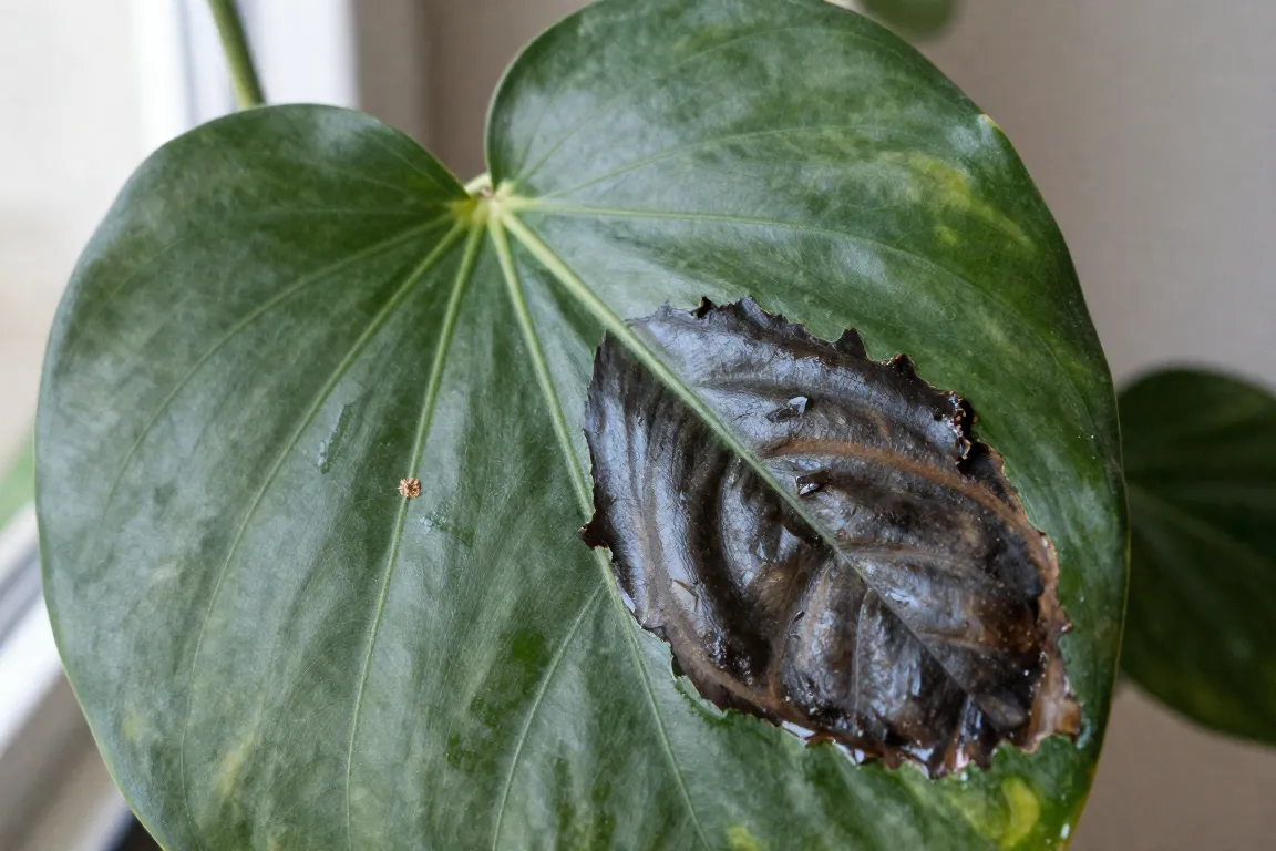Keep Indoor Plants Warm in Winter