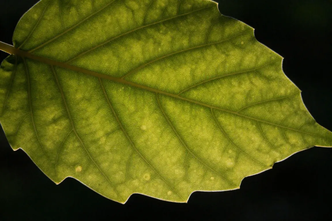 Indoor Plant damage
