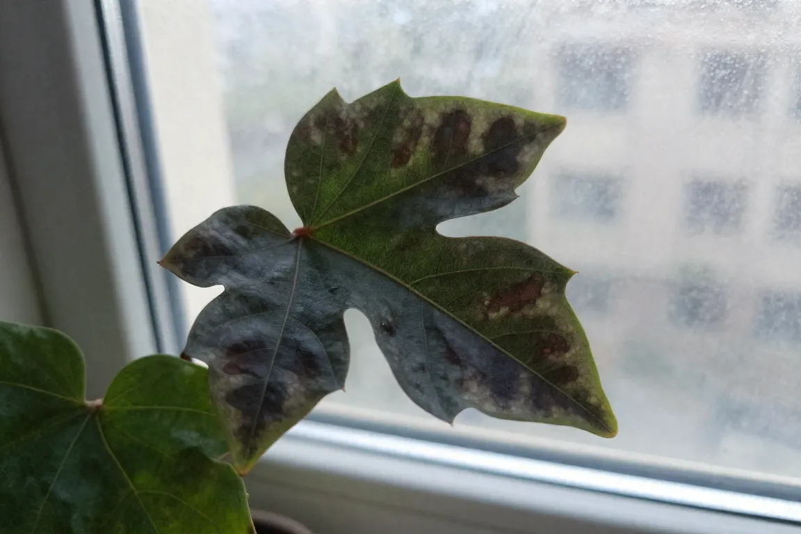 Indoor Plant damage