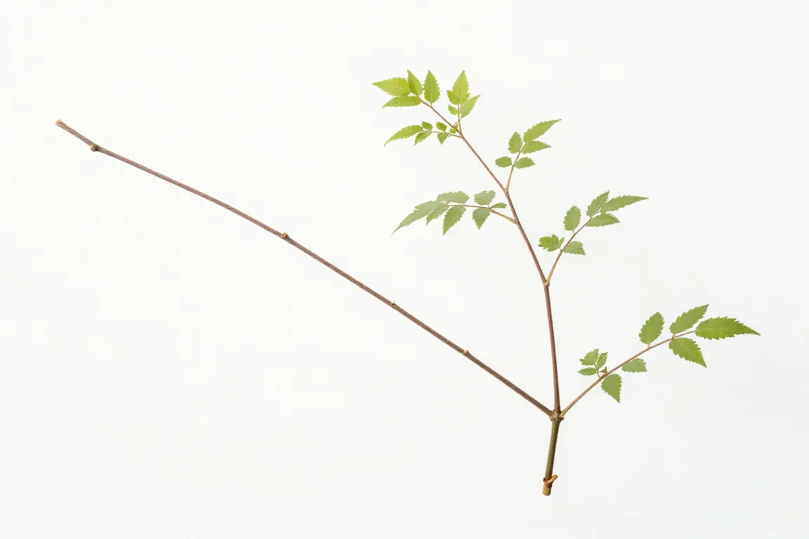 Indoor Plant damage