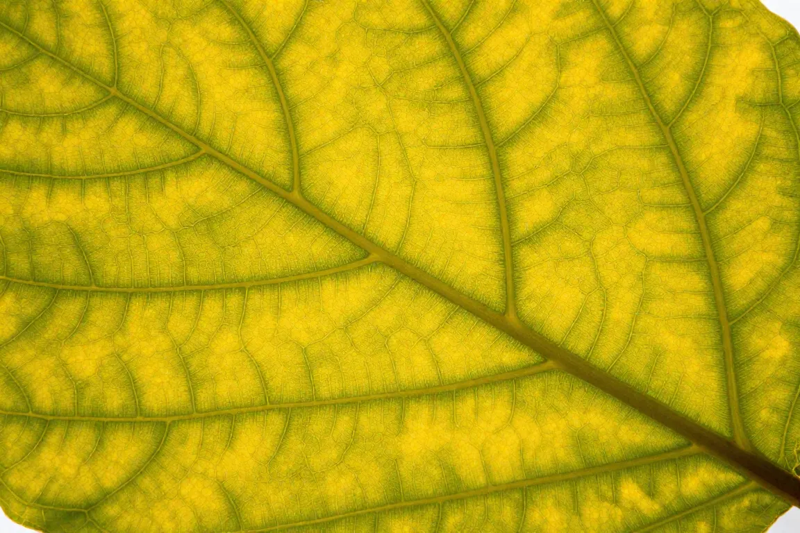Indoor Plant damage